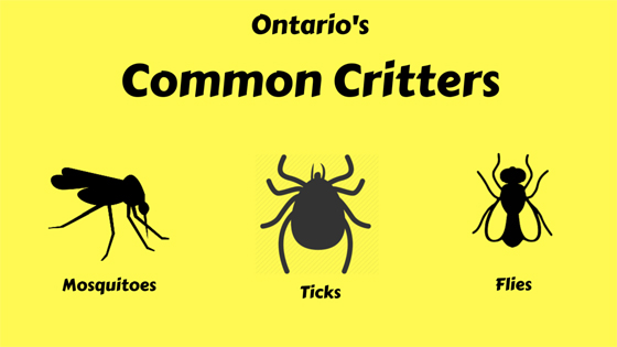 Common critters infographic 