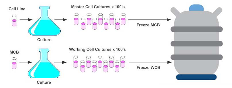 Chart showing the steps involved in scaling production of cell cultures of AD-MSCs.