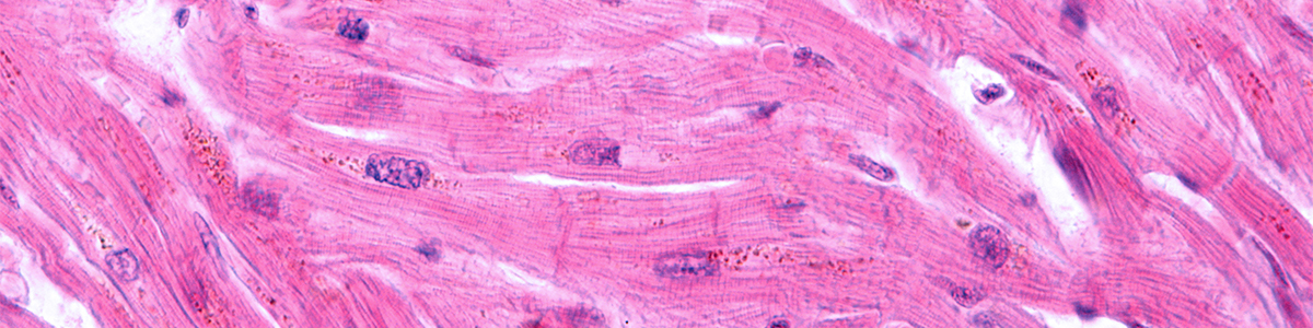 Striated cardiac myocytes cell
