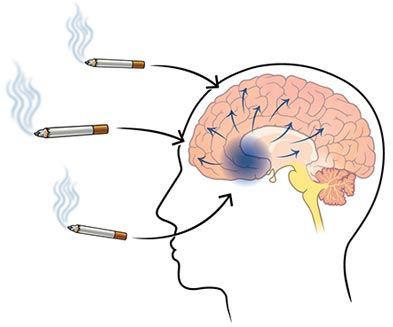 brain releasing dopamine