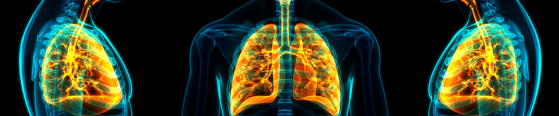 stock image: lungs