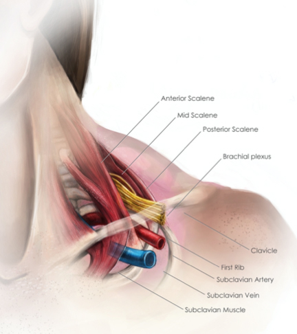 Diagram of thoracic outlet area