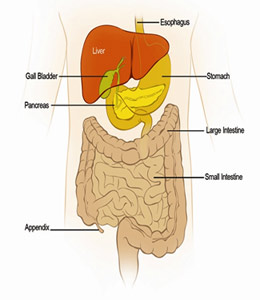 Image of Abdominal Anatomy