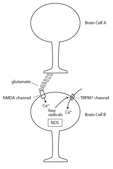 NMDA channel image