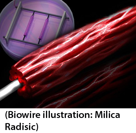biowire_radisic_450.jpg