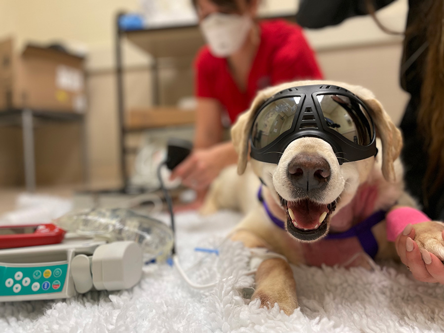 Dog wearing goggles