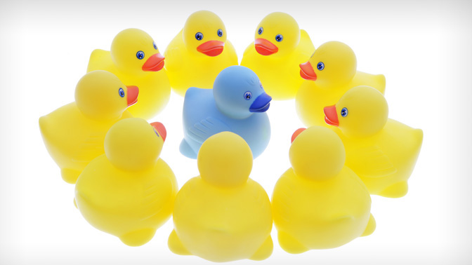Yellow rubber ducks surrounding a blue one 
