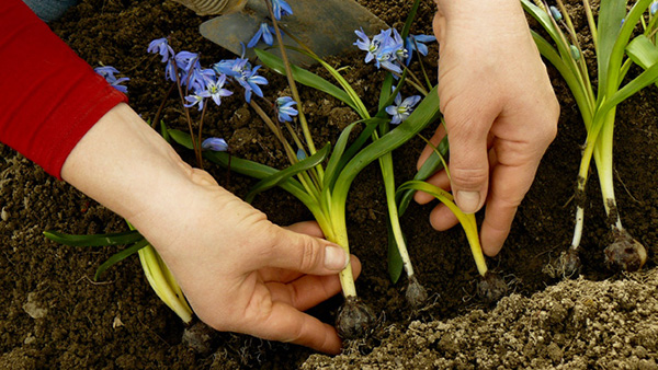 Hand planting bulbs 