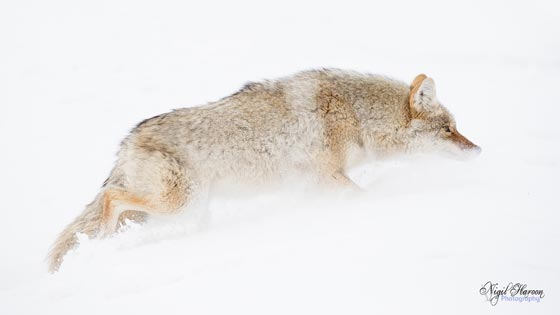 Coyote in snow 