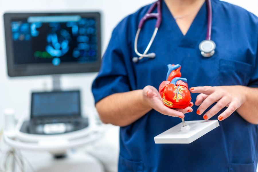 Cardiologist holding a heart