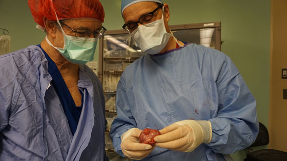 Two physicians examining a heart
