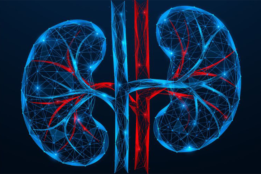 Stock image of human kidneys