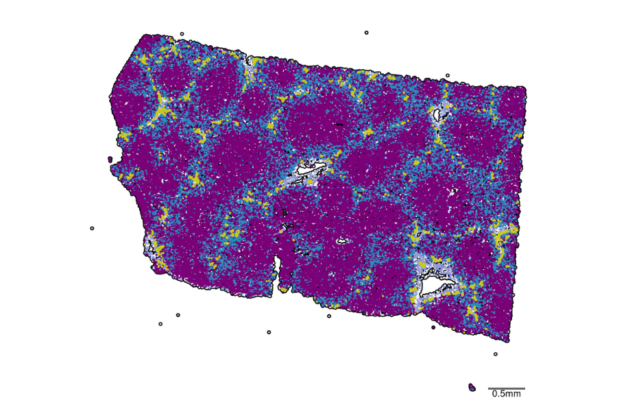 Illustration of the cells in a liver
