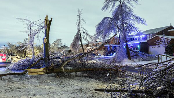 immense tree damage Vaughan