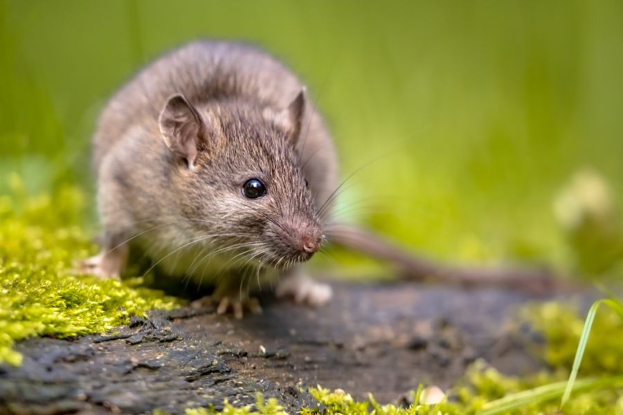 Rodent