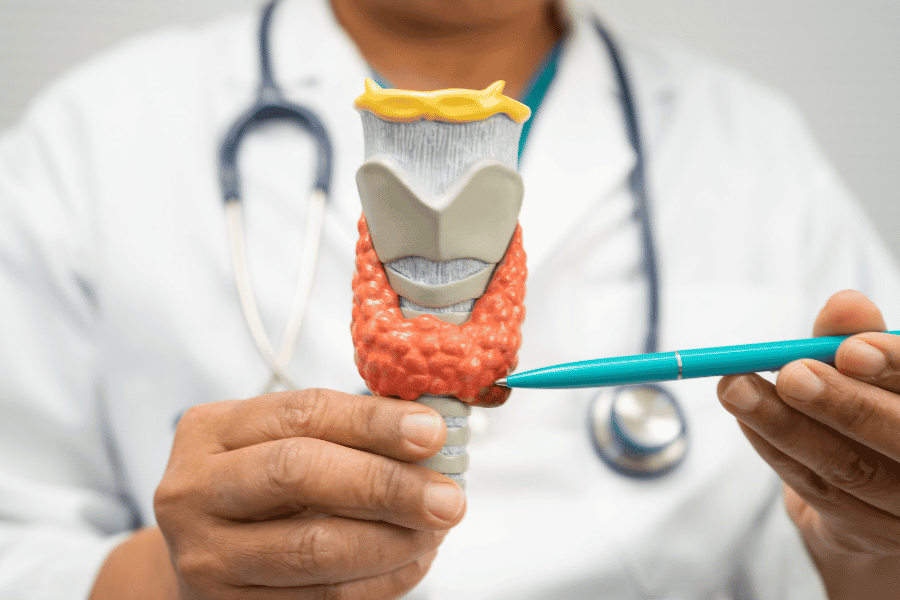 Thyroid model