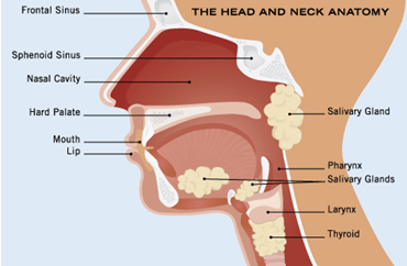 Image of the head and neck Anatomy